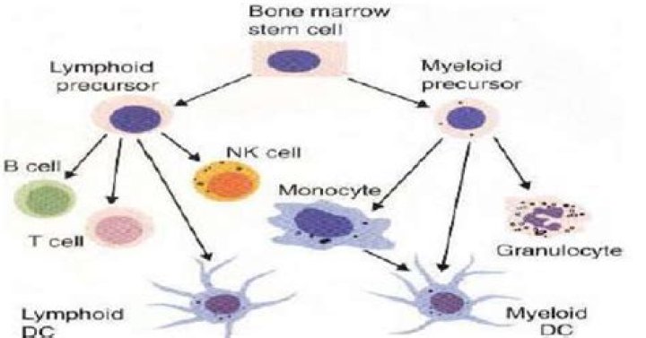 Are dendritic cells myeloid cells?
