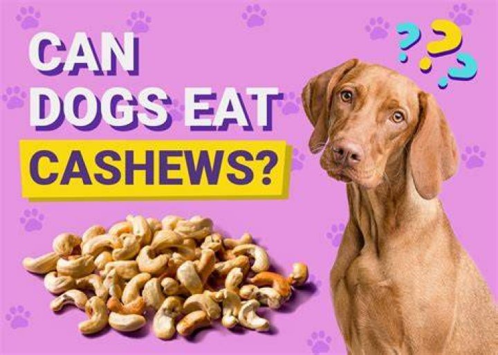 Could dogs eat cashew?