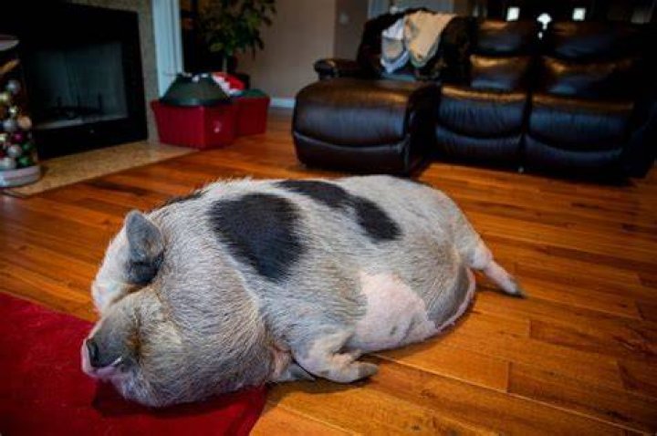 Do pot bellied pigs make good pets?