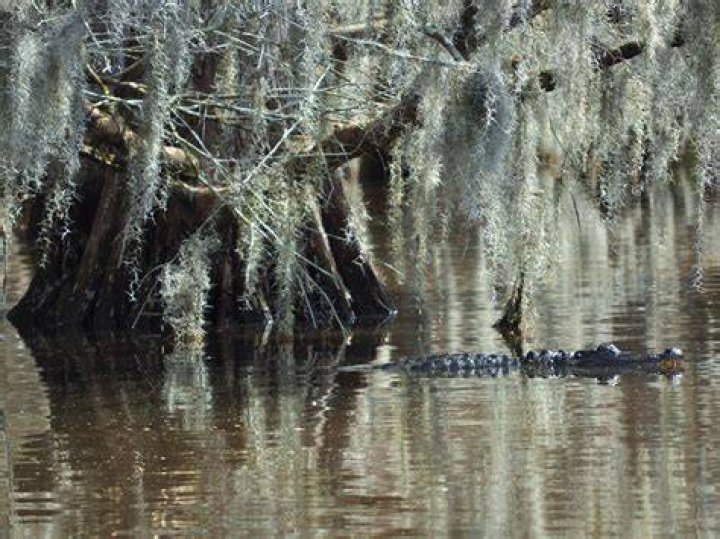 Is a bayou a swamp?