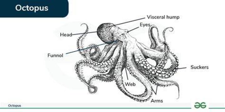Is octopus a mollusca?