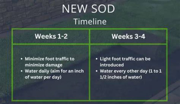 Should new sod be aerated?