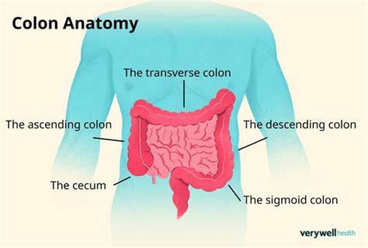 What does the colon do?