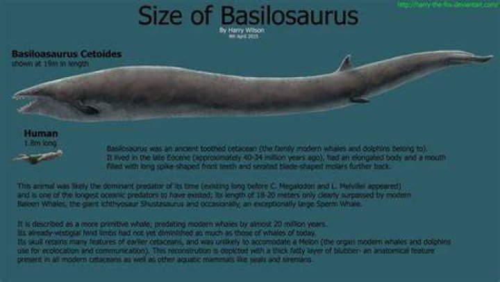 When was the basilosaurus live?