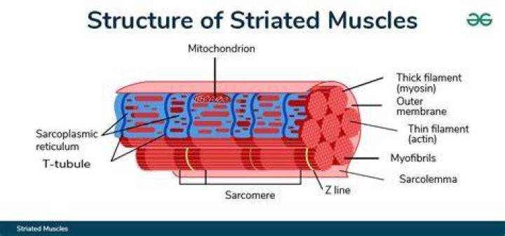 Where is muscle striations?