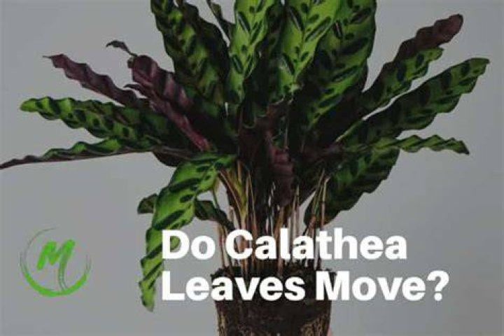 Why do calathea leaves move?