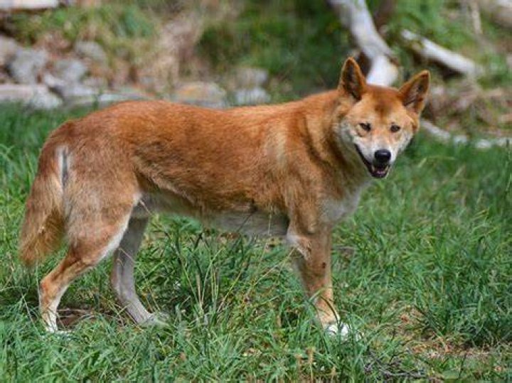 Will dingoes eat koalas?